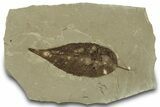 Fossil Poplar Leaf and Craneflies - Green River Formation, Utah #323348-1